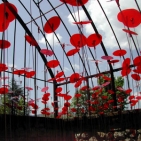 Coquelicots